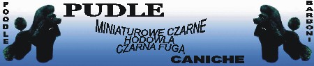 MORELOWA RADOŚĆ - hodowla: pudel duży, pudel toy,chihuahua 